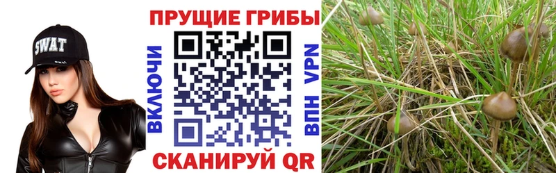 Галлюциногенные грибы ЛСД  Ивангород 